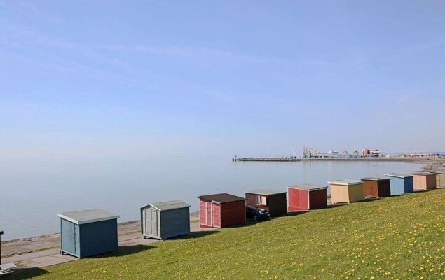 Lachmöwe - Photo 17