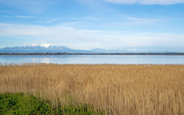 Les Coraux - Photo 25